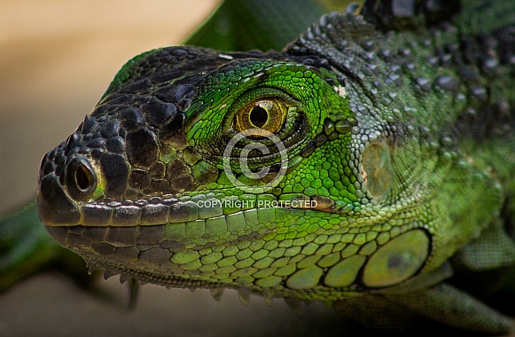 Green Iguana Green Iguana