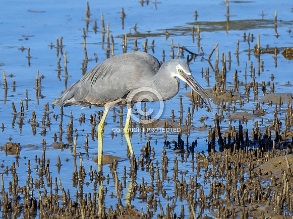 White-faced Heron White-faced Heron