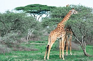 Northern Giraffe