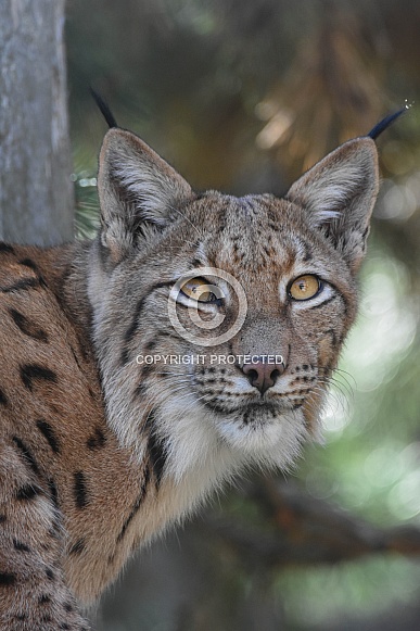 Carpathian Lynx