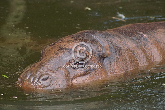 Pygmy Hippo Pygmy Hippo