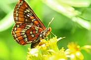 Edith's Checkerspot butterfly