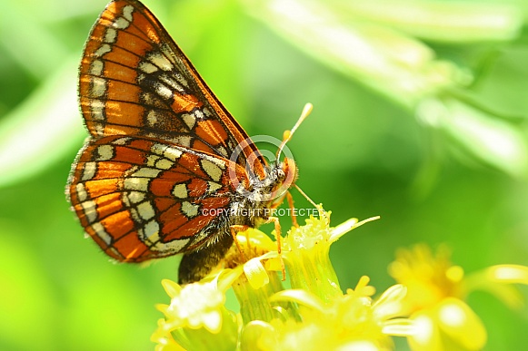 Edith's Checkerspot butterfly