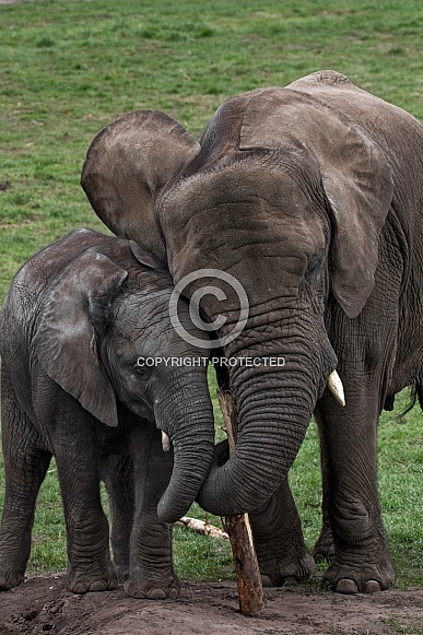 Mother And Calf Trunks Entwined