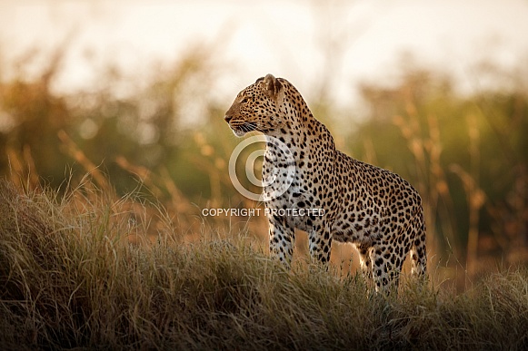 African leopard female pose in beautiful evening light