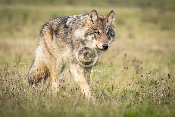 Grey Wolf in Dutch nature Grey Wolf in Dutch nature