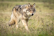 Grey Wolf in Dutch nature