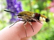 Broad-bordered beehawk moth