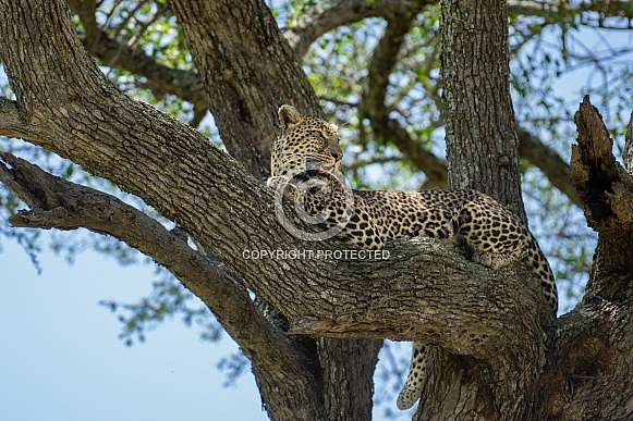 Profile of a leopard in a tree