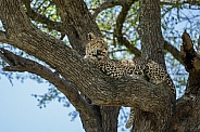 Profile of a leopard in a tree
