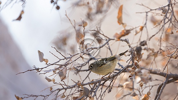 Ruby Crowned Kinglet, Corthylio calendula Ruby Crowned Kinglet, Corthylio calendula