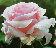 Tea Rose