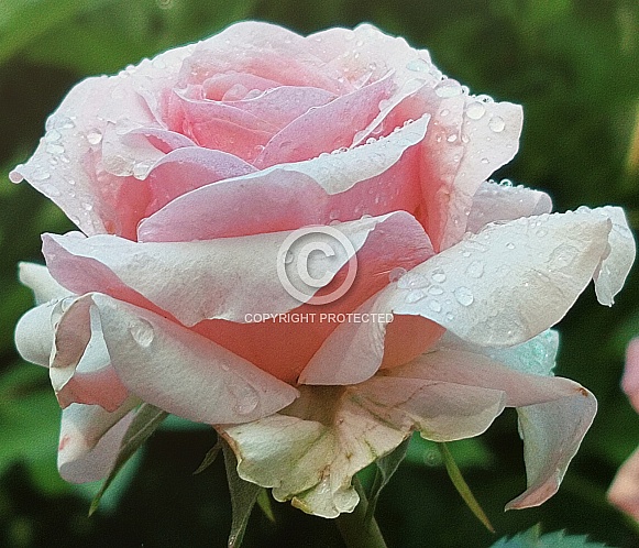 Tea Rose