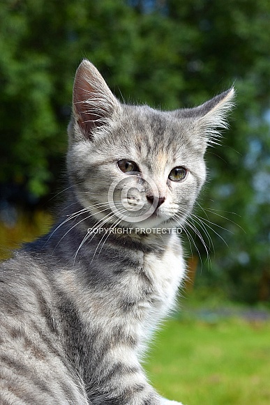 Grey Tabby Kitten Grey Tabby Kitten