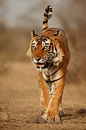 Beautiful tiger in the nature habitat. Tiger pose in amazing light. Wildlife scene with wild animal. Indian wildlife. Indian tiger. Panthera tigris tigris.