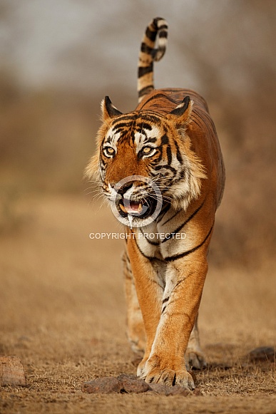 Beautiful tiger in the nature habitat. Tiger pose in amazing light. Wildlife scene with wild animal. Indian wildlife. Indian tiger. Panthera tigris tigris.