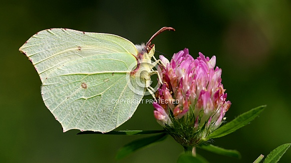 Common brimstone (Gonepteryx rhamni)