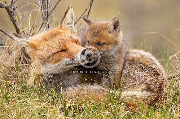 Red fox cubs