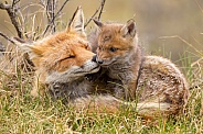 Red fox cubs