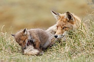 Red fox cubs in there natural habitat