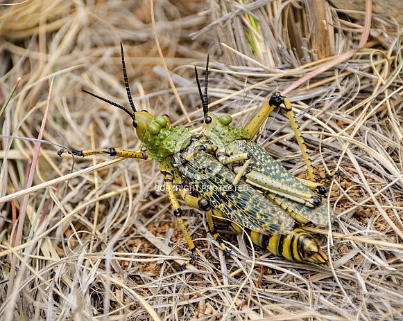 Green Milkweed Locusts