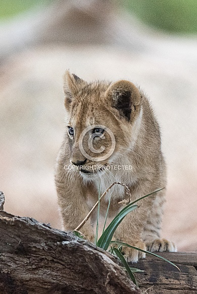 Lion cub Lion cub