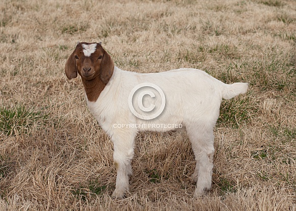 Capra aegagrus hircus, goat Capra aegagrus hircus, goat