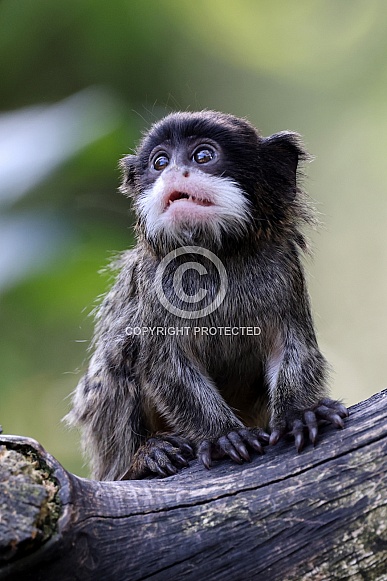 Emperor tamarin (Saguinus imperator)