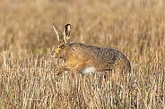 Brown Hare