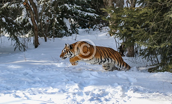 Siberian Tiger in deep snow