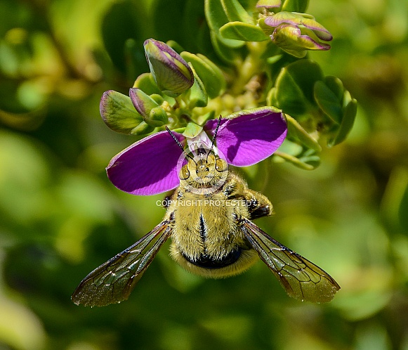 Carpenter Bee on pink flower Carpenter Bee on pink flower