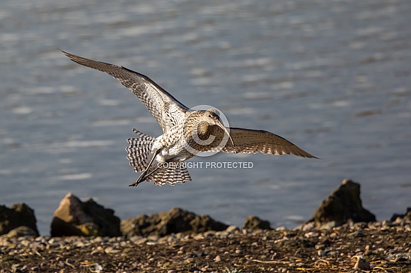 Curlew Curlew