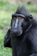 Crested black macaque (Macaca Nigra)