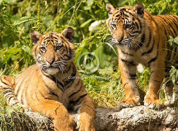 Sumatran Tiger Cubs