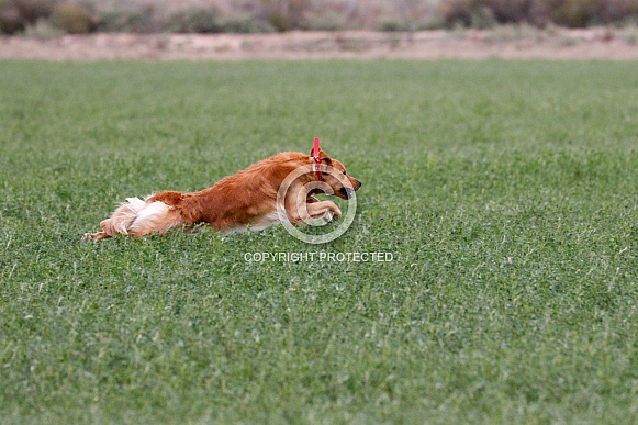 Golden retriever stretched out running in a field