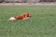 Golden retriever stretched out running in a field