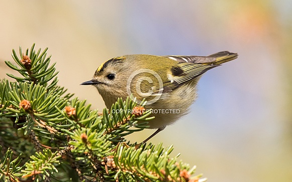 Goldcrest Goldcrest