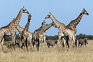 Giraffe - Botswana - Africa