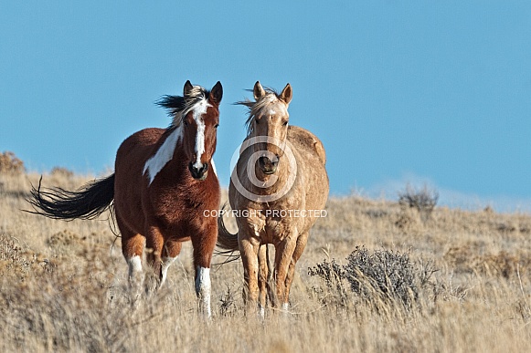 Wild Horse—Steens Mountains Oregon
