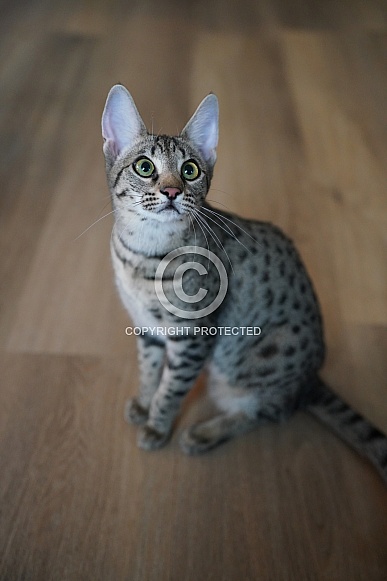 Savannah Cat Savannah Cat