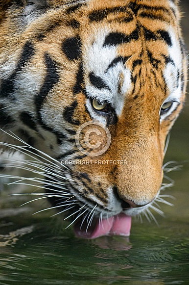 Amur Tiger Amur Tiger