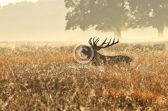Red Deer Stag Red Deer Stag