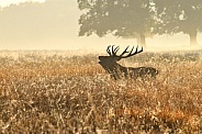 Red Deer Stag