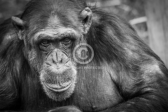 Chimpanzee Chimpanzee