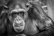 Chimpanzee
