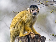 Squirrel monkey on log