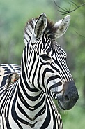 Burchell’s Zebra