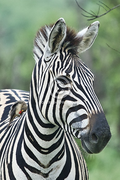 Burchell’s Zebra