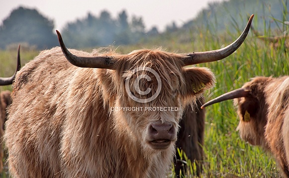 Highland cattle Highland cattle