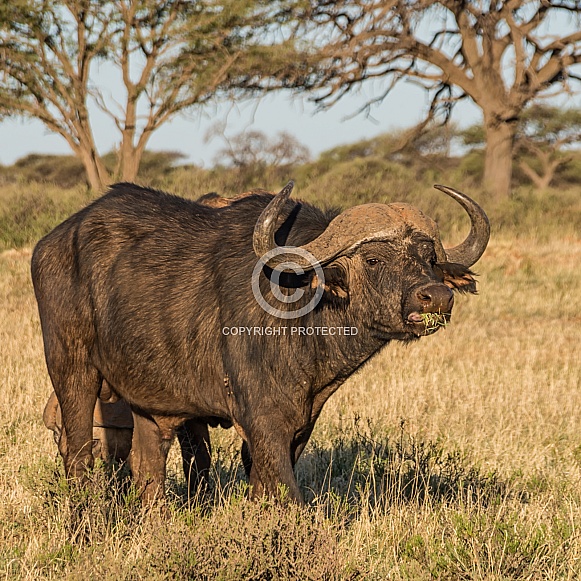 Cape Buffalo